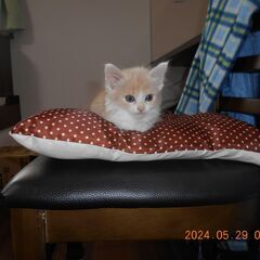 子猫の里親募集です