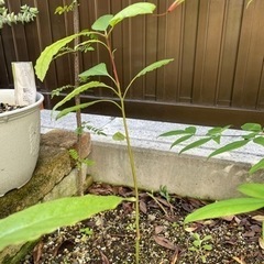 アボカドの木　3本🥑の画像