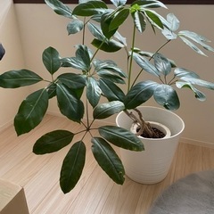 観葉植物⭐︎たくさんのお問い合わせありがとうございました