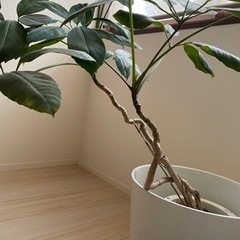 観葉植物⭐︎たくさんのお問い合わせありがとうございましたの画像