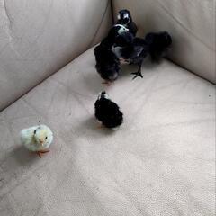 【現在取引中】ひな鳥（チャボ、逆毛チャボ、烏骨鶏のmix）