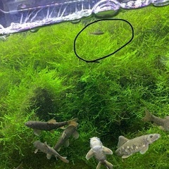 ドクターフィッシュ（温泉などで足湯にいる魚）
