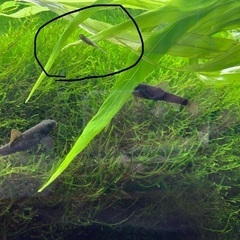 ドクターフィッシュ（温泉などで足湯にいる魚）の画像