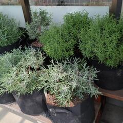 ラベンダー鉢植えラバンディン系