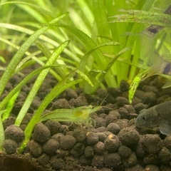 ミナミヌマエビ10匹セットの画像