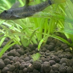 ミナミヌマエビ10匹セットの画像