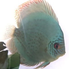 ディスカスブルー系 若魚 ２匹 10cm〜12cmくらいの画像