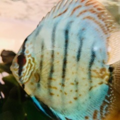 ディスカスブルー系 若魚 ２匹 10cm〜12cmくらいの画像