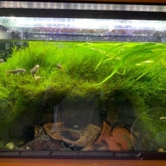 ウィローモスの画像