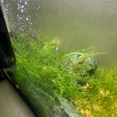 ウィローモスの画像