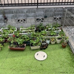 いちご株とプランター