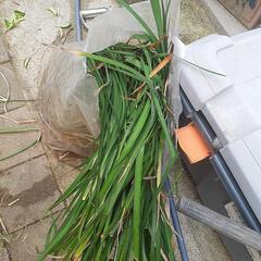 植木