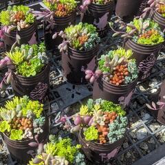 多肉寄せ植え★ペイント缶にたくさん出来ました