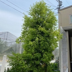 剪定をお願いします。