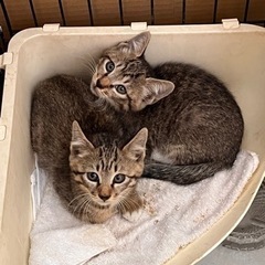 至急 可愛い子猫ちゃんの里親募集 2ヶ月 