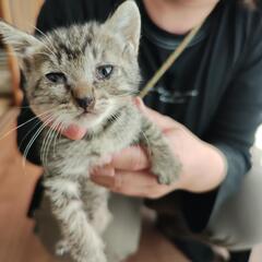 可愛い生後約1ヶ月の子猫です。4匹(性別不明)