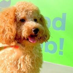 トリマー・ホールスタッフ募集🐶の画像