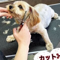 トリマー・ホールスタッフ募集🐶の画像