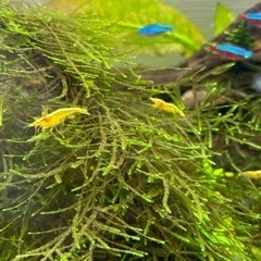 イエローシュリンプ １匹 100円の画像