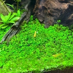 イエローシュリンプ １匹 100円の画像