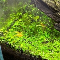 イエローシュリンプ １匹 100円の画像