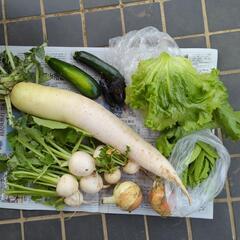 【お取引決定済み】訳あり野菜のセット