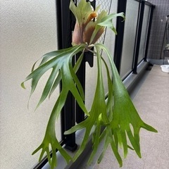 ビカクシダ