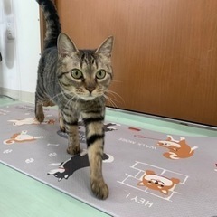 ツンデレにゃっぷー！お見合い受付中！