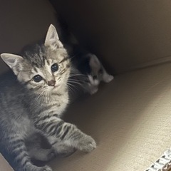 生後1ヶ月半の男の子 メロンくん トライアル決まりました