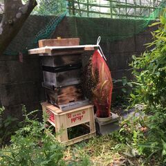 日本ミツバチ　自然入居群　滋賀県大津市より　手渡し限定