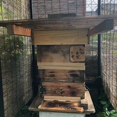 日本ミツバチ　自然入居群　滋賀県大津市より　手渡し限定