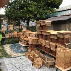 日本蜜蜂　自然入居群　岐阜県から 満員御礼2025年3月22日(土) 巣枠式第一人者立石靖司氏による日本