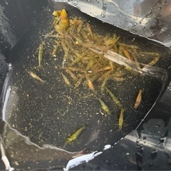 ヌマエビ50匹