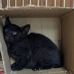 黒猫　子猫　オス　2ヶ月くらい