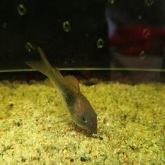 (決まりました)赤コリドラスの画像