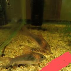 (決まりました)赤コリドラスの画像