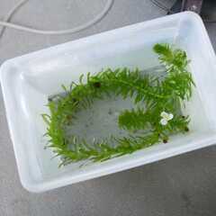 お話し中　水草（アナカリス）無料