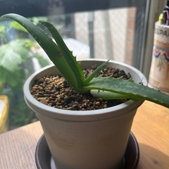 生活雑貨 家庭用品 ガーデニング