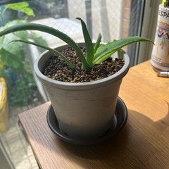 生活雑貨 家庭用品 ガーデニングの画像
