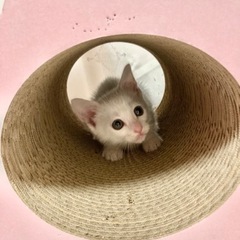（受付一時停止）とってもお転婆な白猫ちゃん