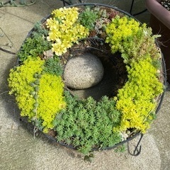 セダム寄せ植え