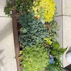 多肉植物、セダム寄せ植え