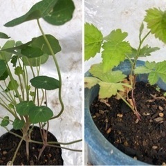 マリーゴールド  花の苗　開花中　花壇向きの画像
