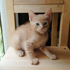 たけのこ山菜兄妹ののこちゃん