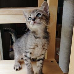 たけのこ山菜兄妹のぜんちゃん