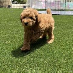 プードル　のんびりしてやさしい子犬　２か月