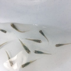 🐟メダカ🐟　深海マリンブルー　無選別　20匹セット