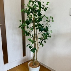 ニトリ フェイクグリーン(フィカス 150cm OS605-5-...