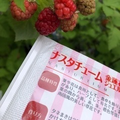 マリーゴールド  花の苗　開花中　花壇向きの画像