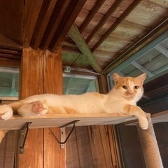 【決まりました】成猫（推定3歳くらい）♂去勢済み
